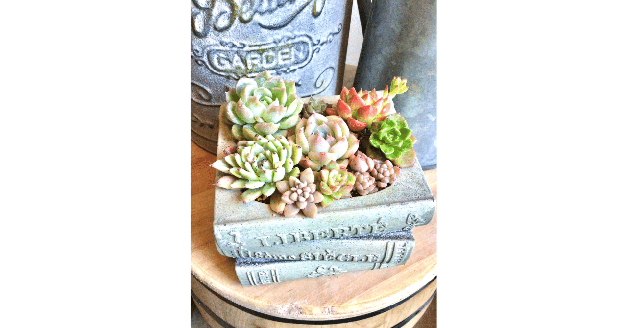 多肉植物の寄せ植え＊ 美しく映える✨ ブック型プランターで多肉の寄せ