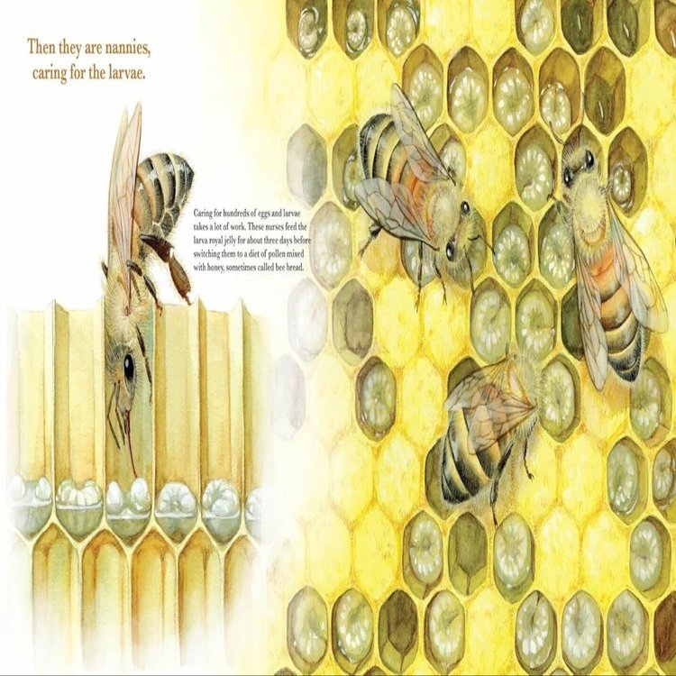 制作ウラ話】ミツバチ絵本“They Work: Honey Bees, Nature's
