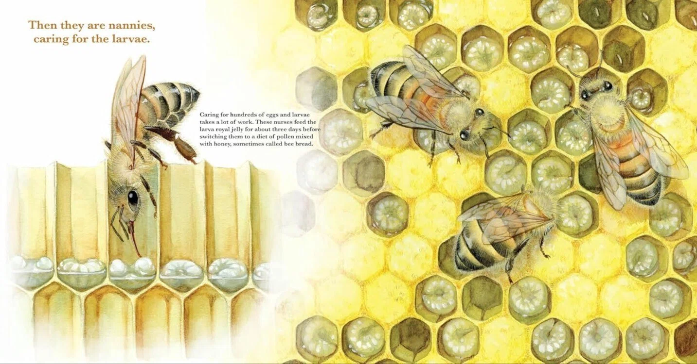 制作ウラ話】ミツバチ絵本“They Work: Honey Bees, Nature's 制作ウラ話】ミツバチ絵本“They Work: Honey Bees, Nature's