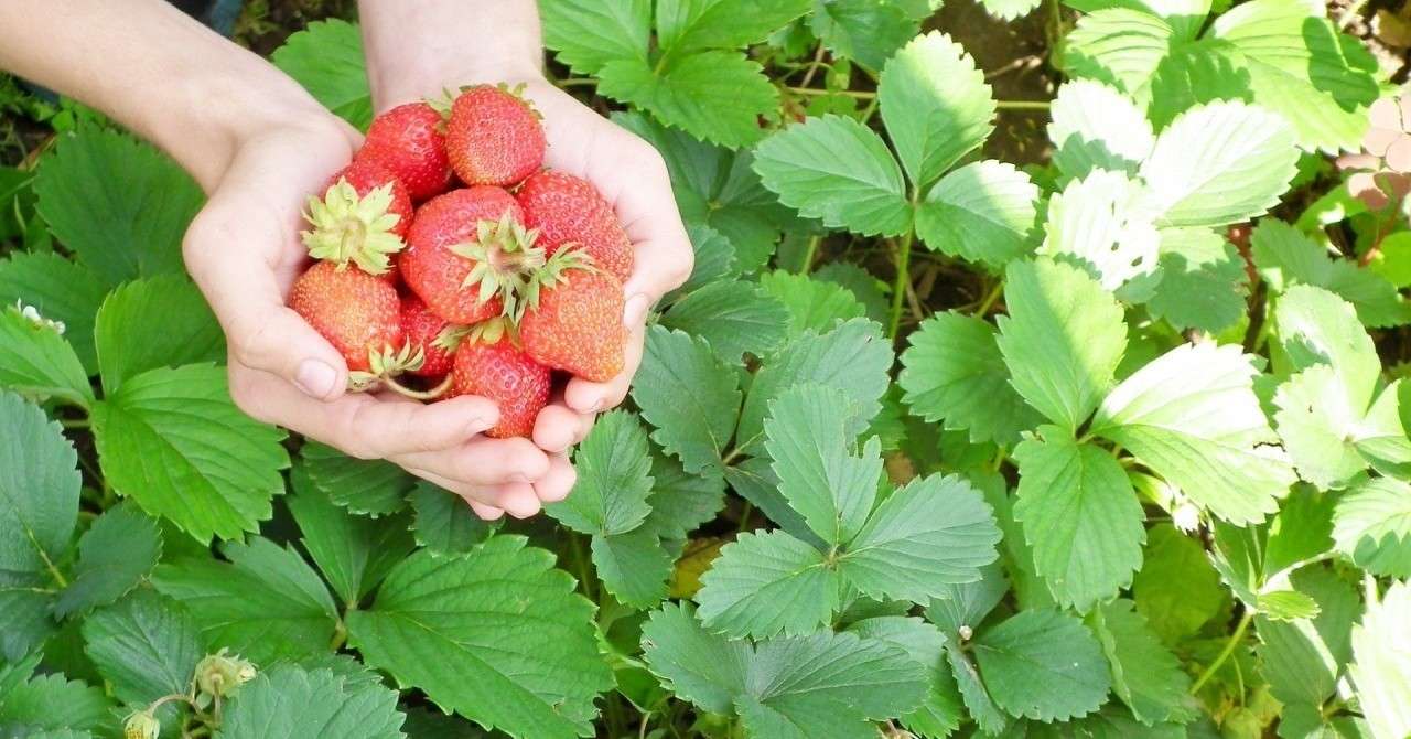 イチゴの種子育苗 播種 発芽 Nara善 Yoshiki Note