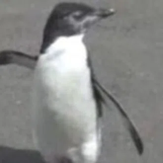 🐧 ngym 👷 ノオト 📌 のて 🐬