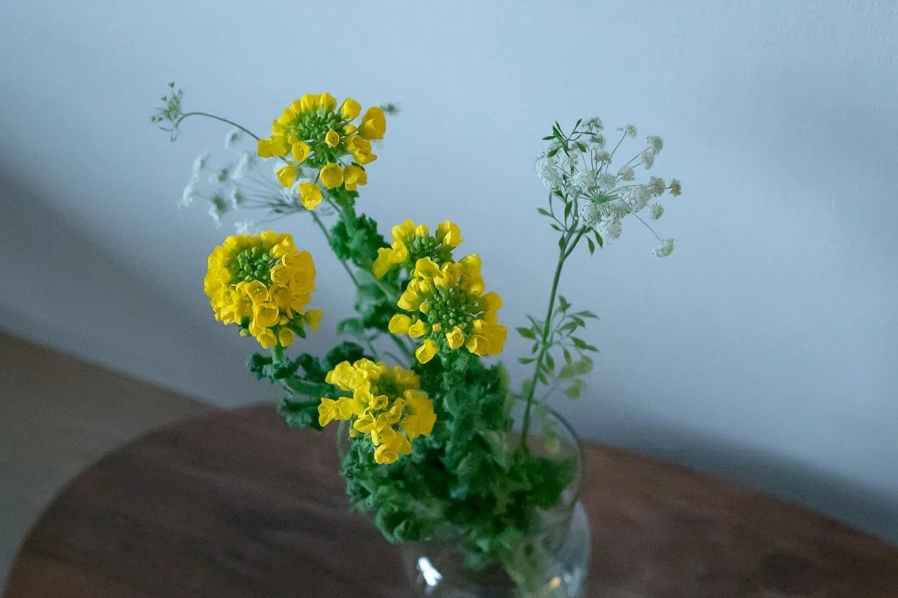 草花日記 02 菜の花 カナエナカ Note 草花日記 02 菜の花 カナエナカ Note