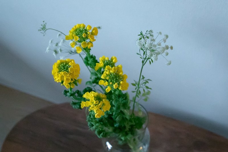 草花日記 02 菜の花 カナエナカ Note