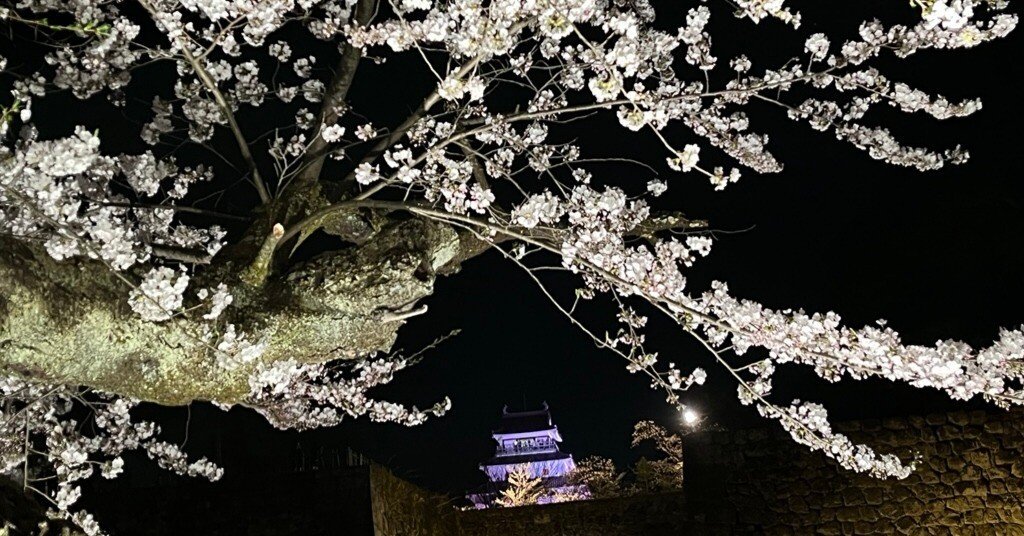 夜の会津も桜、桜、桜、ん？その桜？…～協力隊員さくら日記②～｜行仁