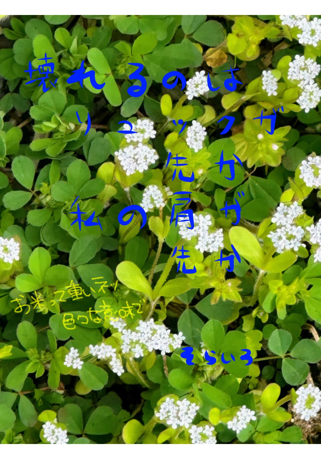 肩甲骨を寝違えた そんな日に限ってスーパーの特売日 本当は屈んで撮りたかったお花も背中の痛みと背負ったお米の重さ(5kg)で屈めず 色々な意味 ...