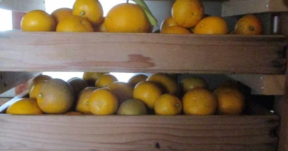 果樹のある暮らしへの第一歩 果物棚 かな Note