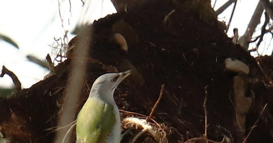 a1d20b0da26397e6e67eae623f7df4