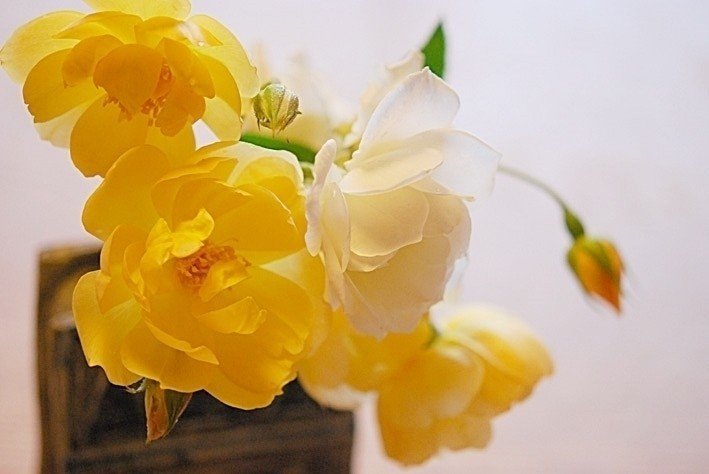 ブライス･スピリット　ＥＲ　花瓶に入っている花のうち、黄色のほうです。ごく初期から育てているＥＲ。花弁数は少なくあっさりとした花姿。