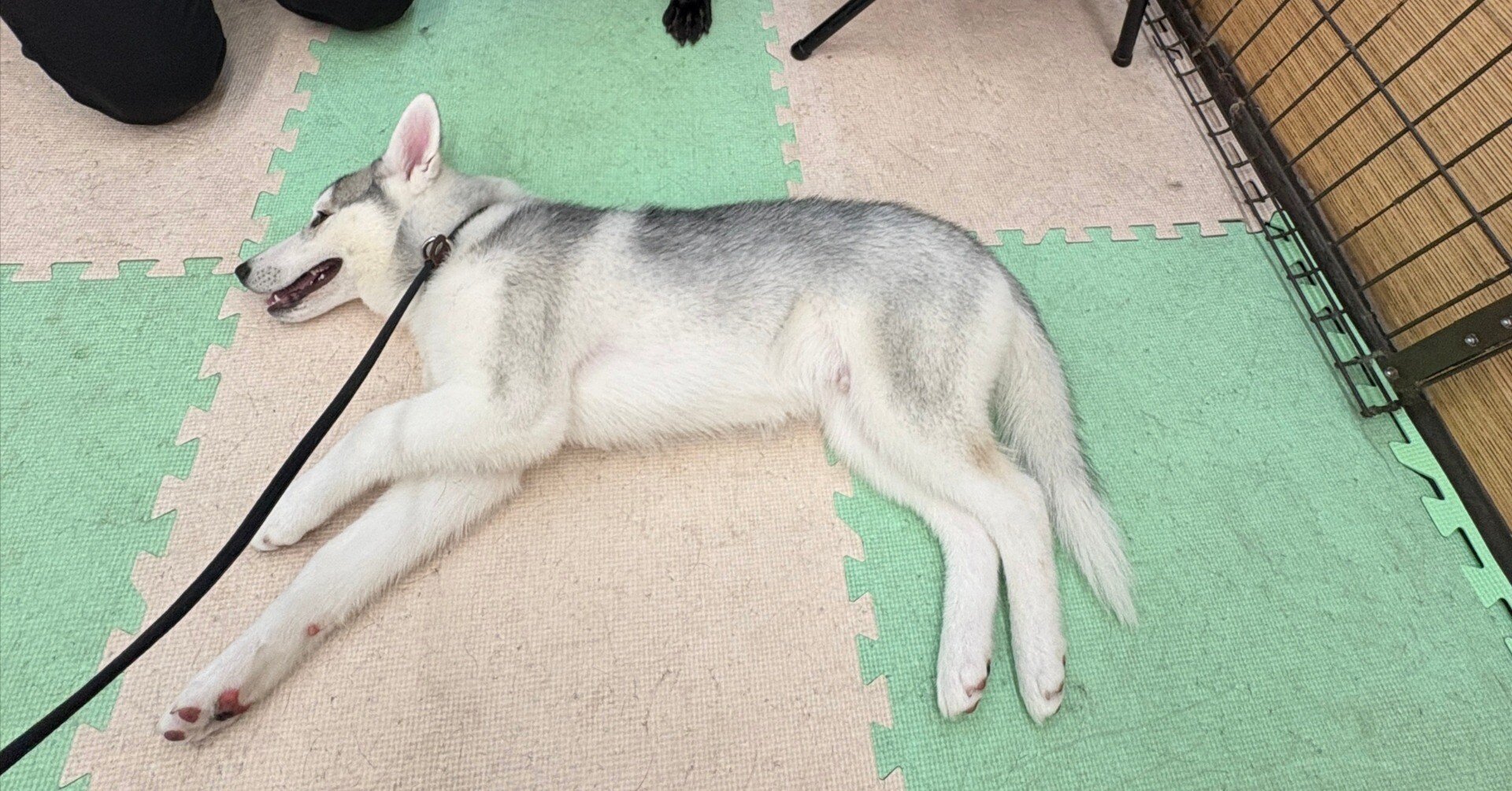 4月20日（日） 来週に向けて休養でZwift1時間｜akihiro.takaoka