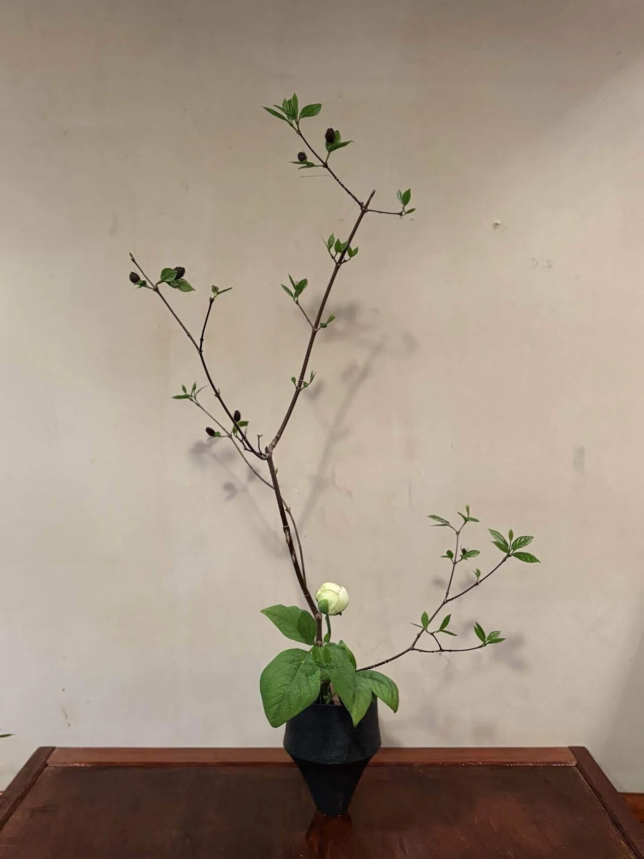花あわせ 草あわせ】 黒蝋梅｜【花あわせ 草あわせ】 くさのにおいと