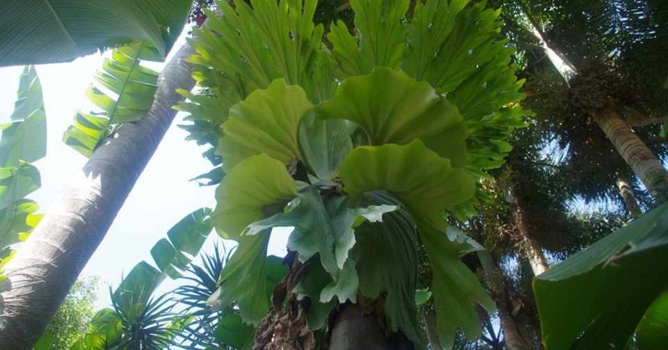 ビカクシダ Platycerium 交配まとめ Nara善 Yoshiki Note