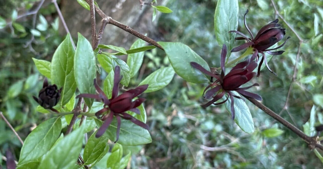 花あわせ 草あわせ】 黒蝋梅｜【花あわせ 草あわせ】 くさのにおいと