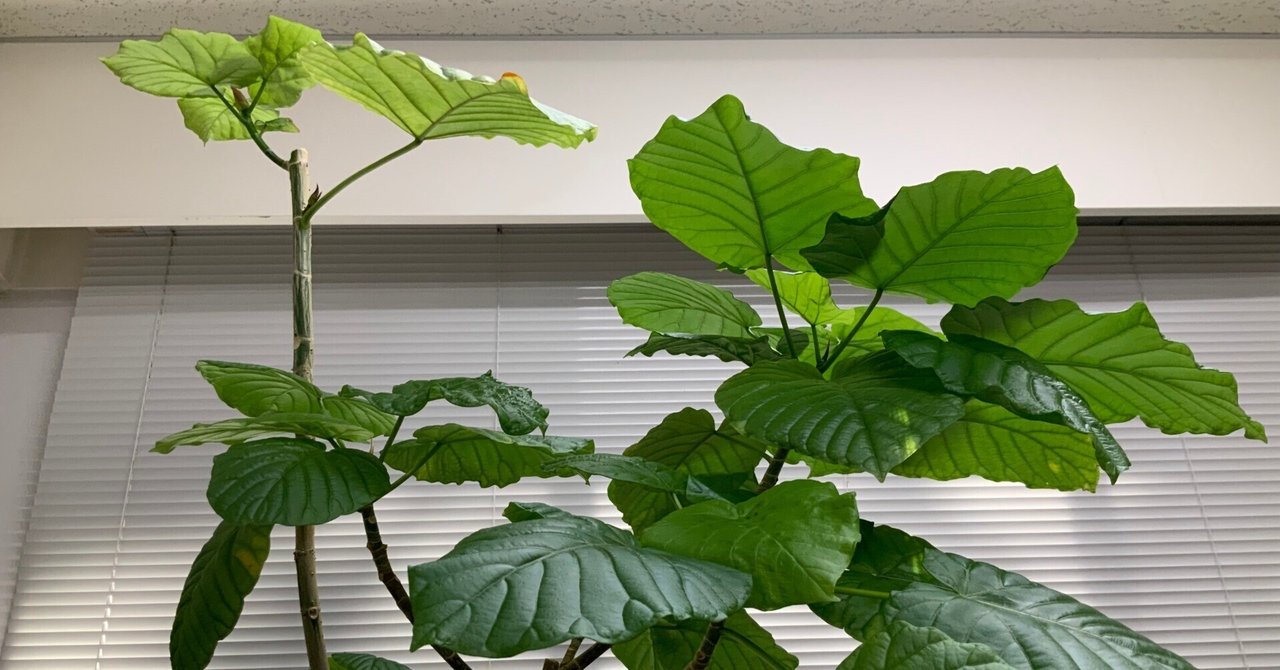 ☆【ウンベラータ】…驚きの復活…「処分しないで良かった
