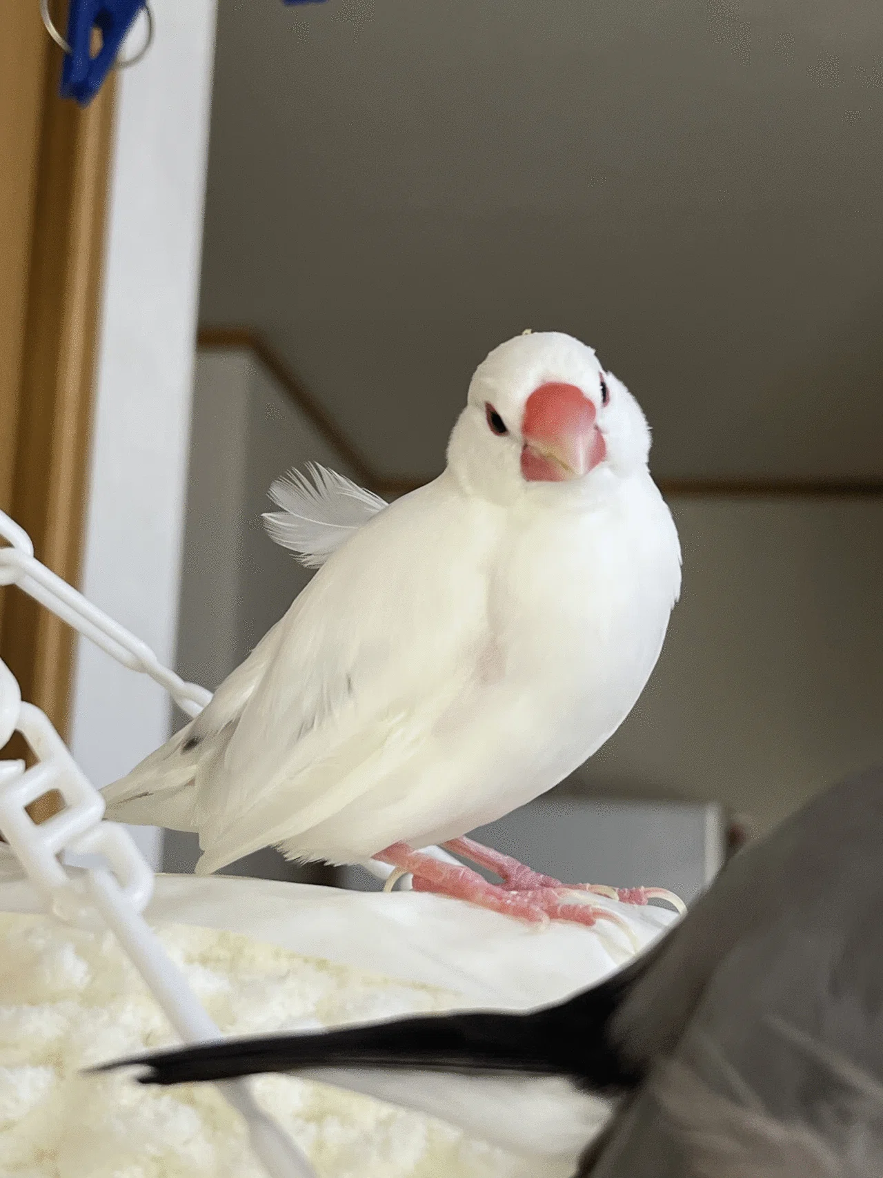 文鳥】2025/04/21の文鳥様｜りょぶん