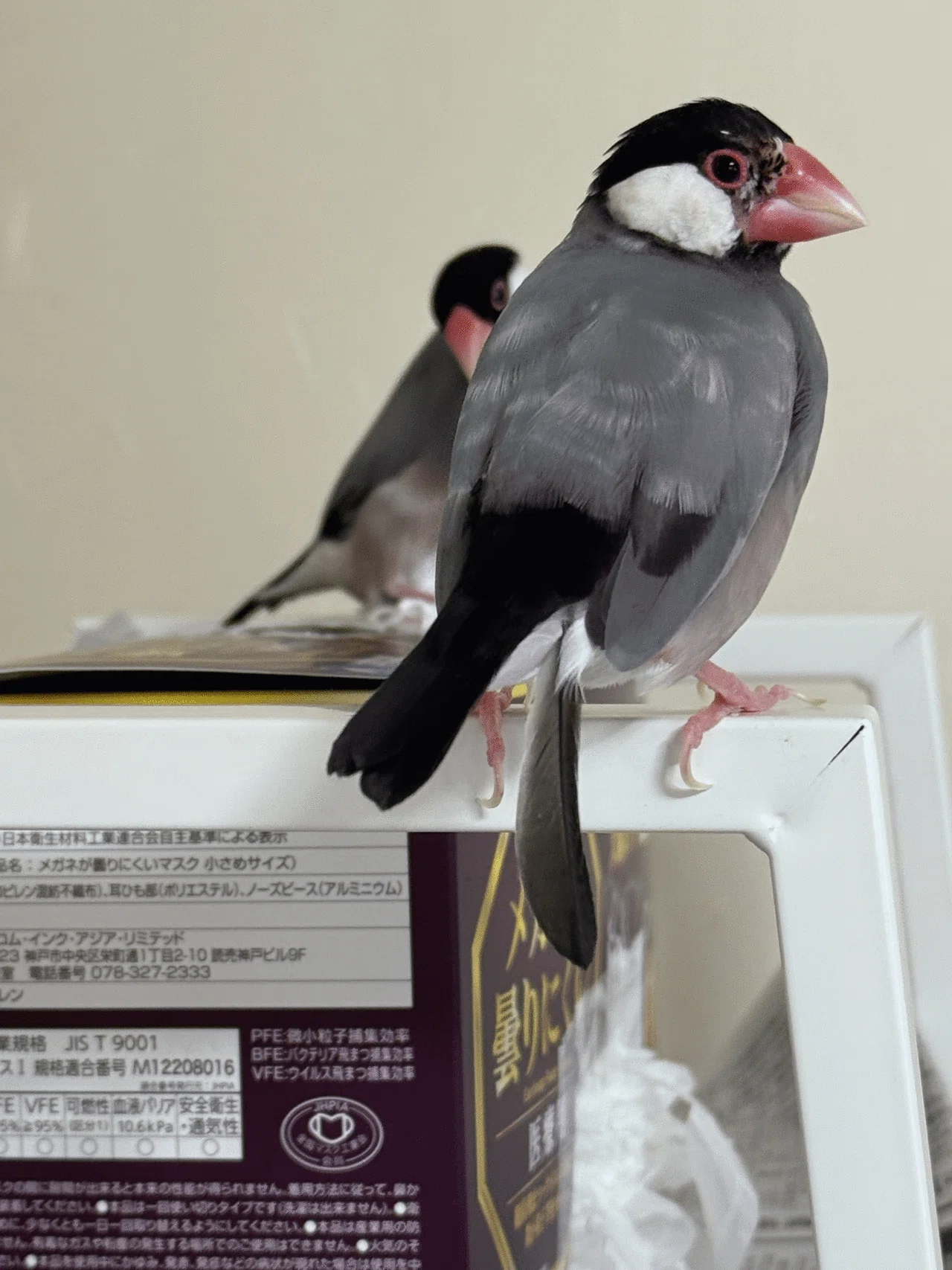 文鳥】2025/04/21の文鳥様｜りょぶん