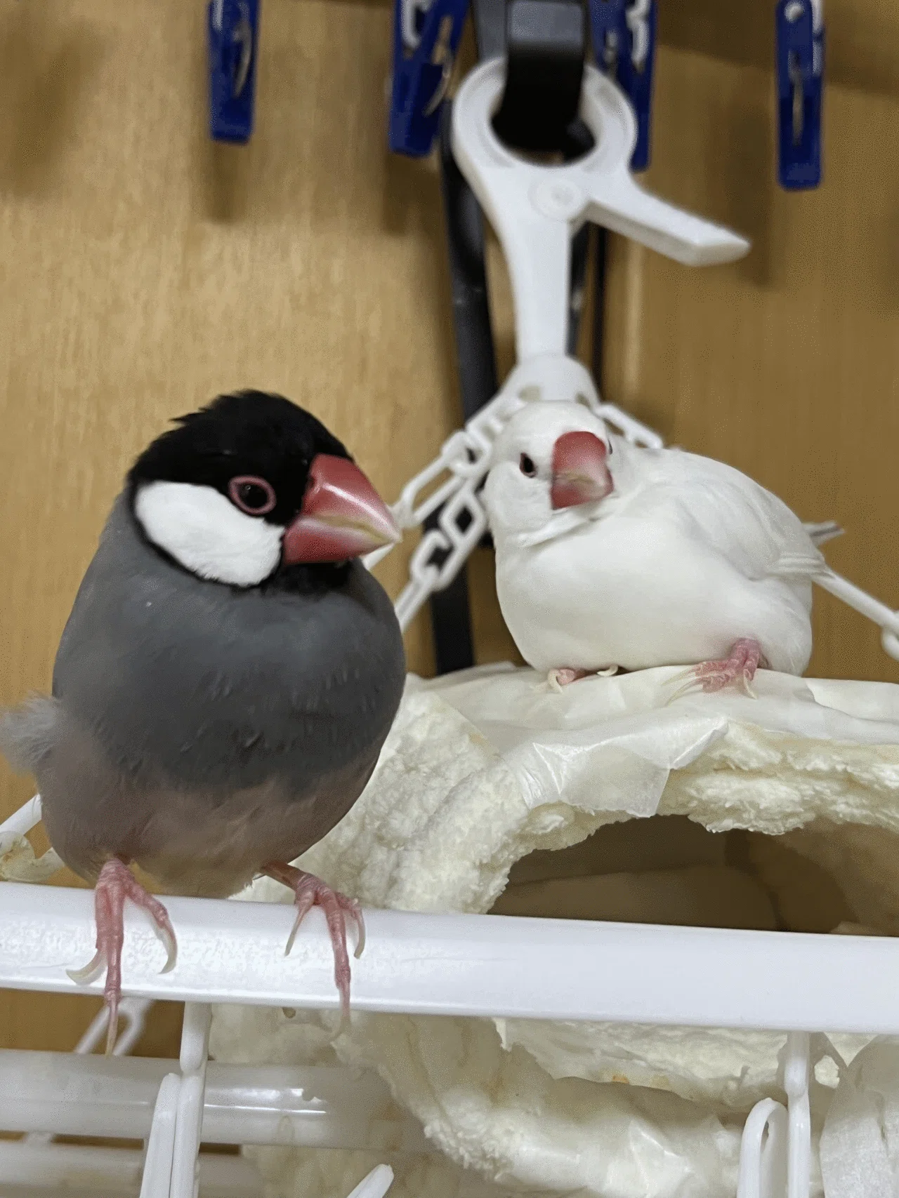 文鳥】2025/04/21の文鳥様｜りょぶん