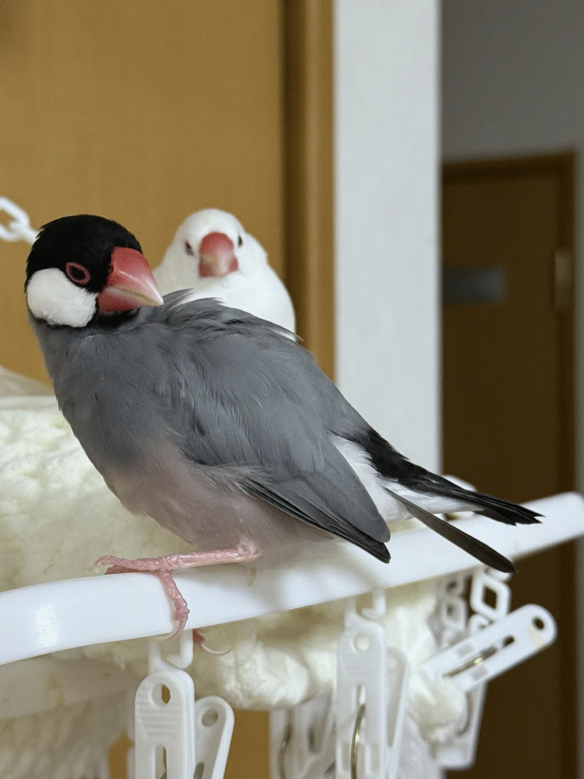 文鳥】2025/04/21の文鳥様｜りょぶん