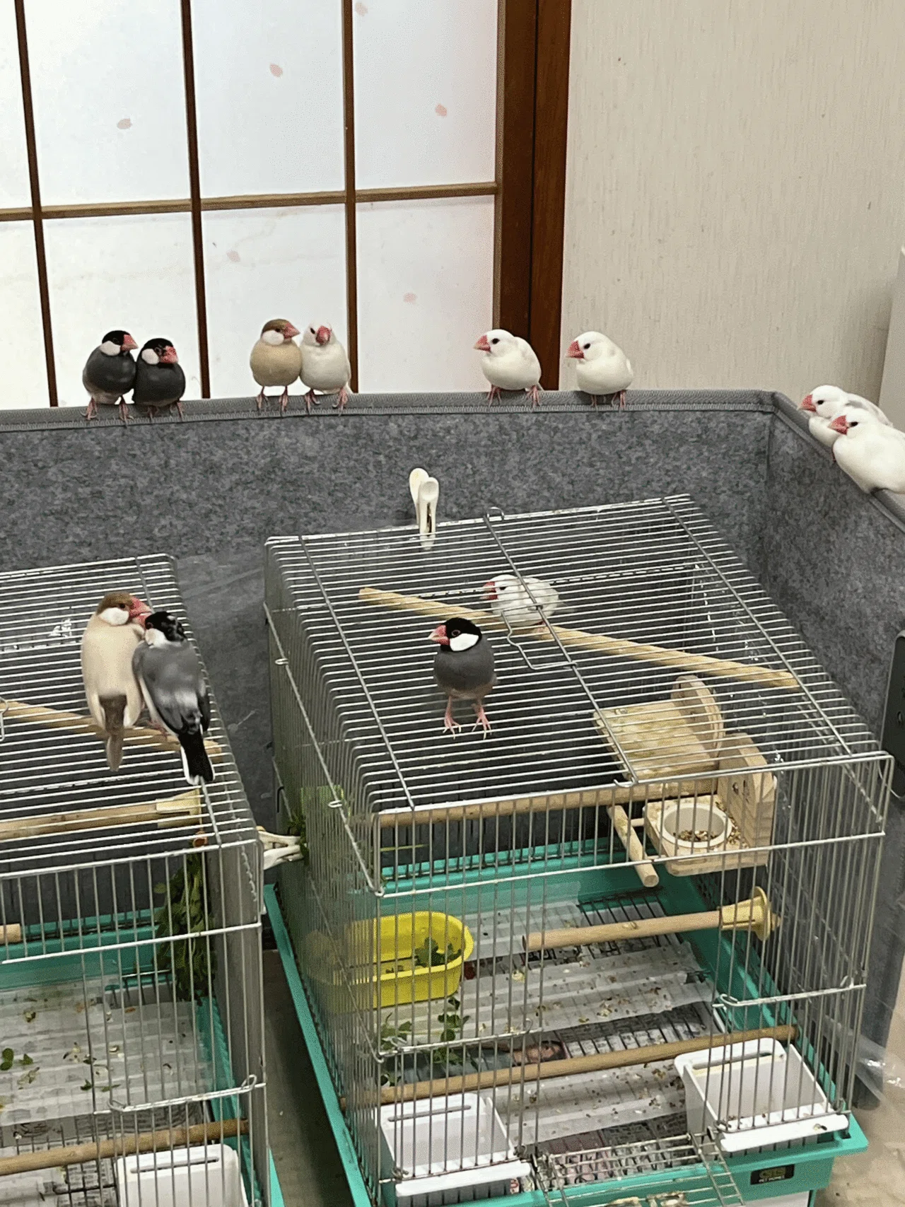 文鳥】2025/04/21の文鳥様｜りょぶん