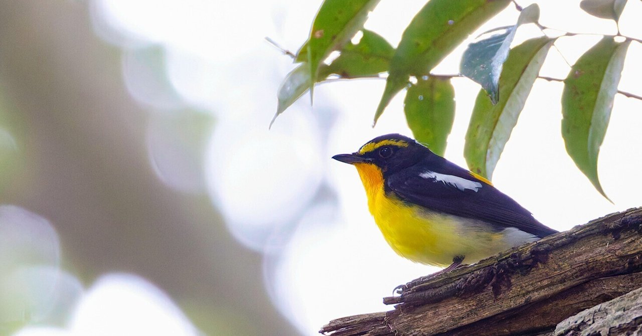 キビタキ　レジンヘアゴム　夏鳥　野鳥 キビタキ レジンヘアゴム 夏鳥 野鳥