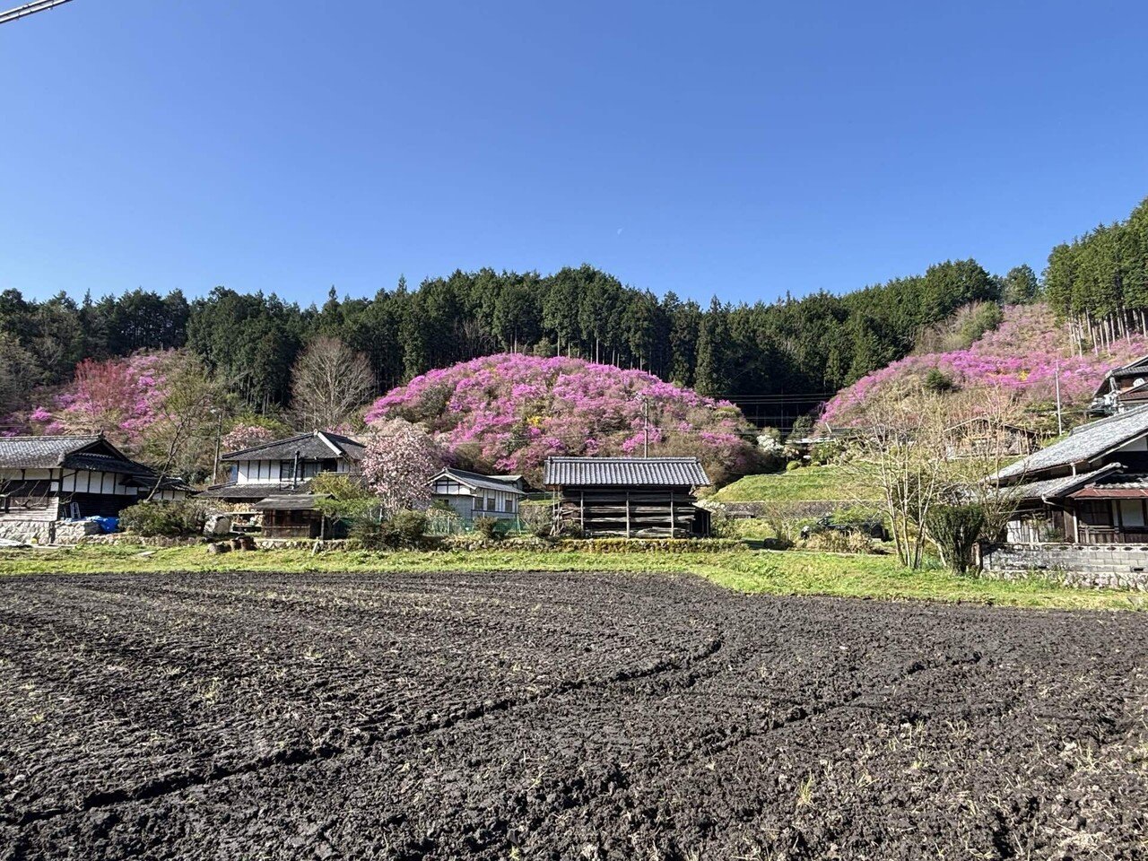 ツツジ速報77 殿畑のツツジ山｜sasayan