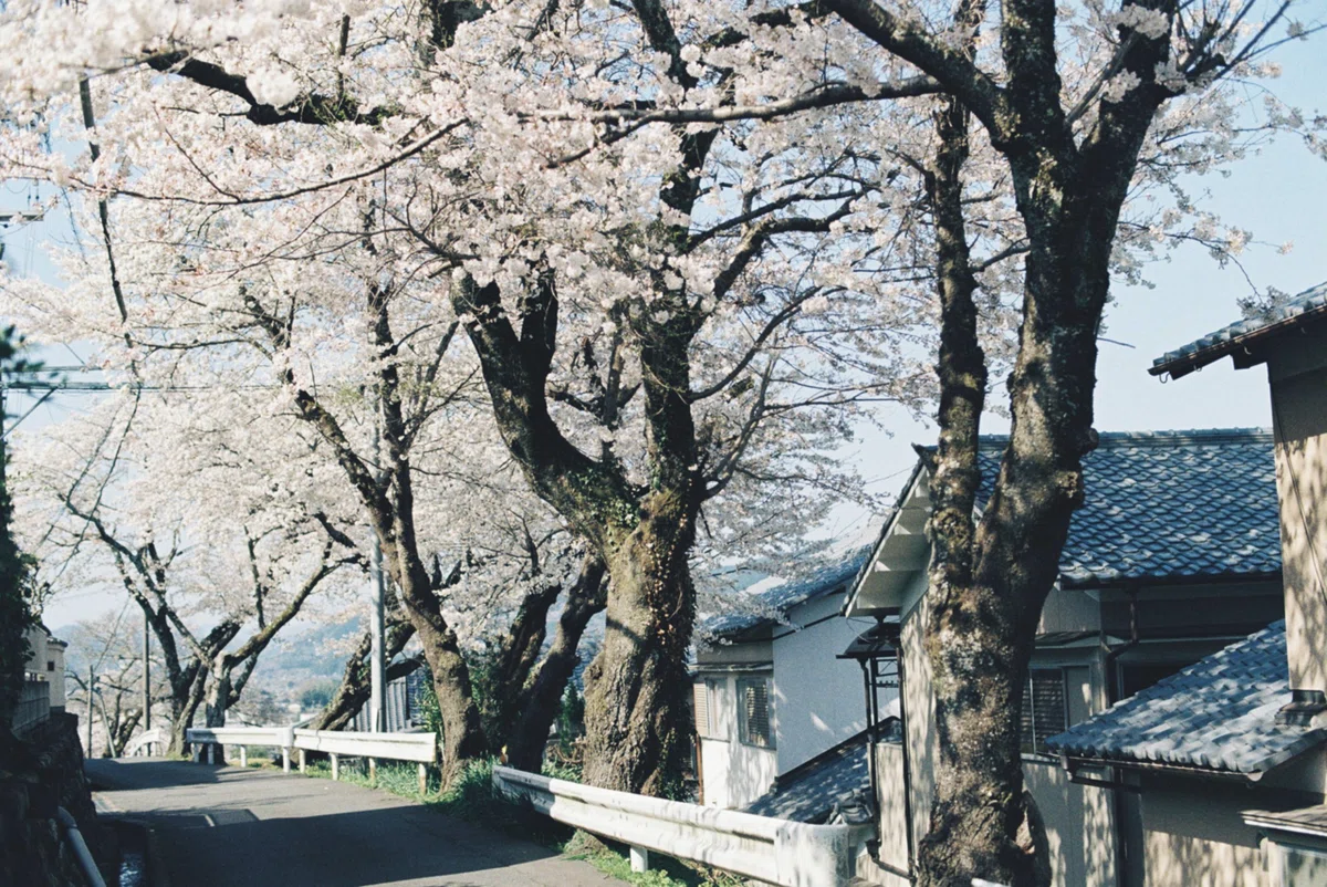 Spring Cartoon Png A Special Time in Spring|つぼみ