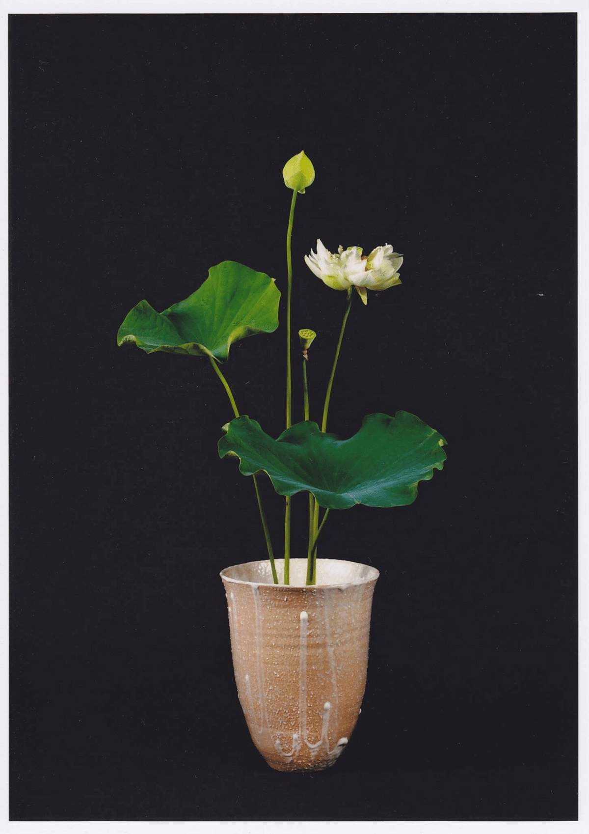 池の坊流 生花の手引 上下巻 小倉照月 著 大正5年1月10日21版 池の坊流 生花の手引 上下巻 小倉照月 著 大正5年1月10日21版