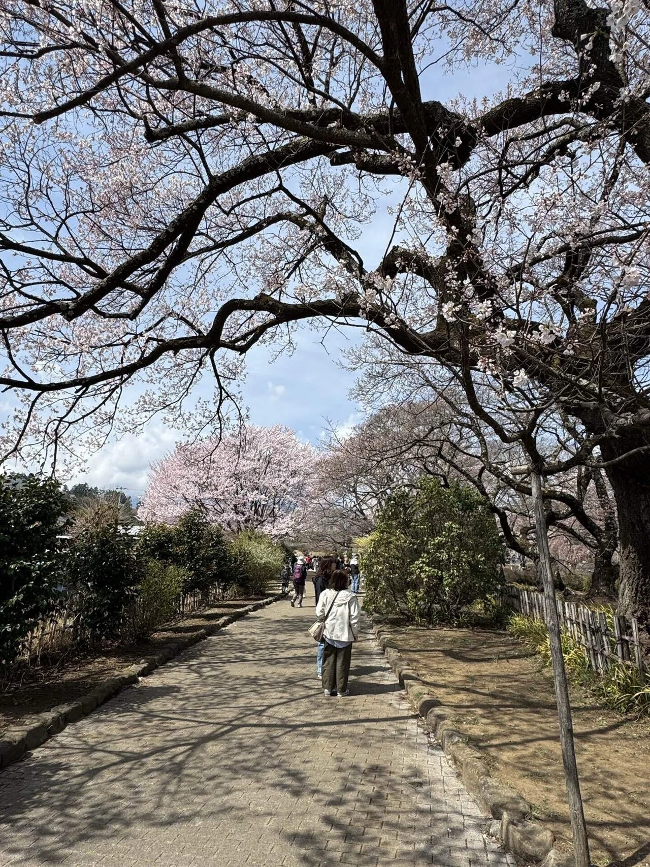 山梨県北杜市 日本三大桜(樹齢2千年)の神代桜を見た。｜jun_travel