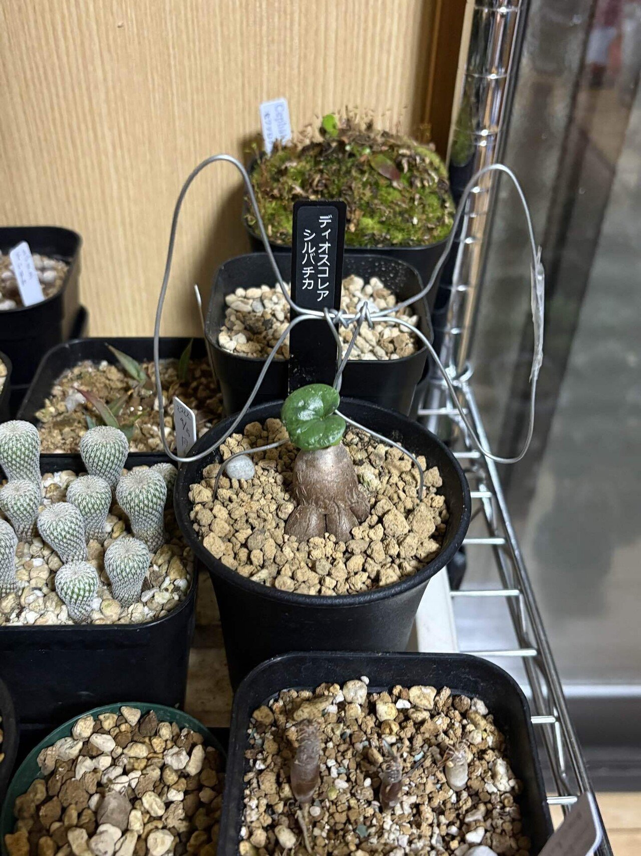 植物アルゴル　究極レア backend=imagemagick;version=1;