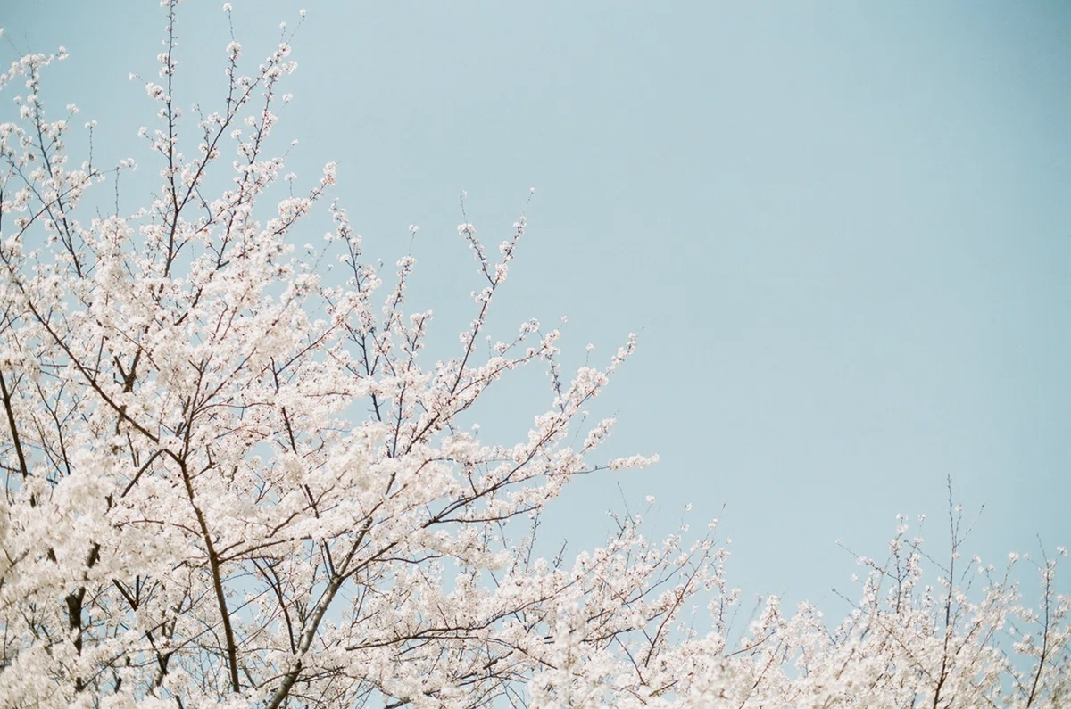 Spring Cartoon Png A Special Time in Spring|つぼみ