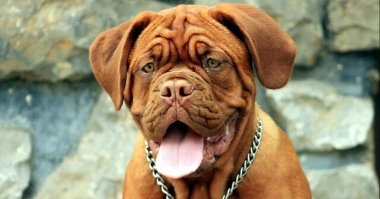 There is a reason for every 'good dog' and 'problem child' [Canine ...