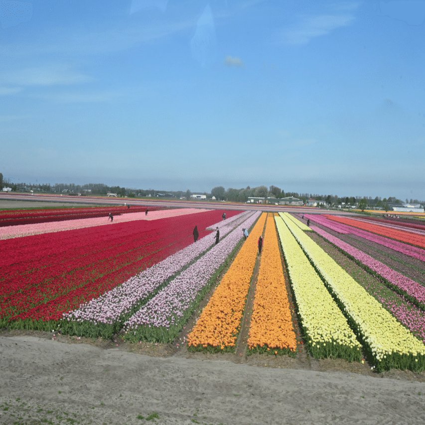 未開封 やのまん ワールドシーン 春のキューケンホフ オランダ 1000ピース Amazon.co.jp: やのまん 1000ピース ジグソーパズル チューリップと