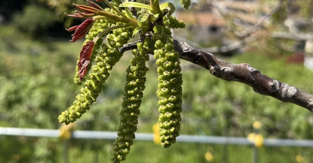 くるみの木 始まり｜F.Kawabata