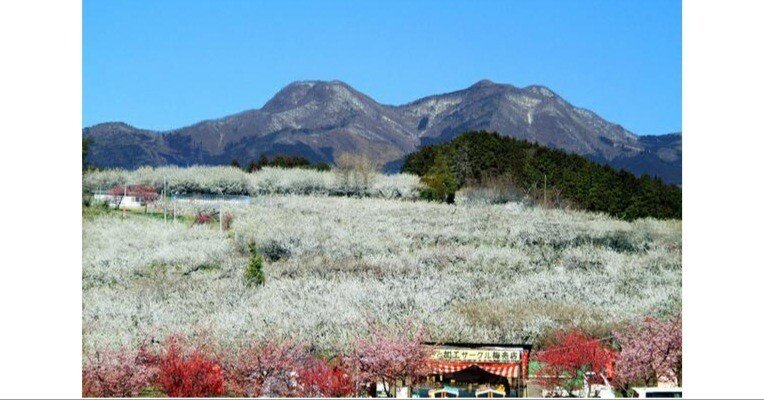 400字で分かる落語「後開榛名梅香」｜狩野誠