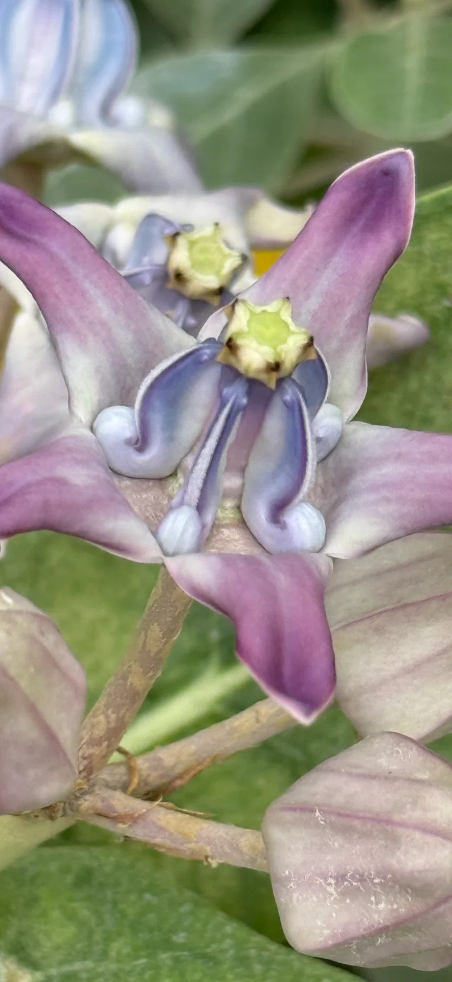 クラウンフラワー 五匹の狗が円陣を組んだ花｜EGGSEED