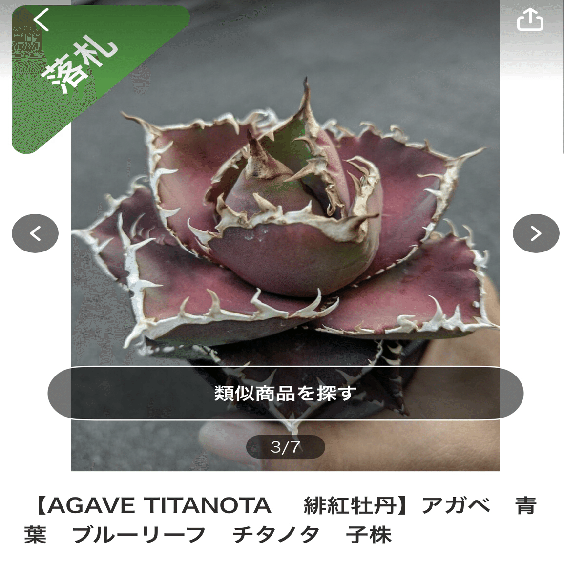 アガベ沼に落ちた話30「緋紅牡丹」｜mare_agave