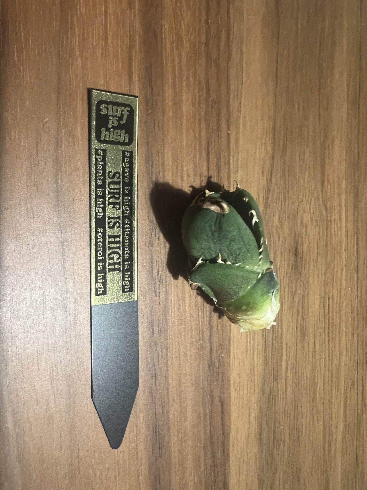 アガベ沼に落ちた話30「緋紅牡丹」｜mare_agave