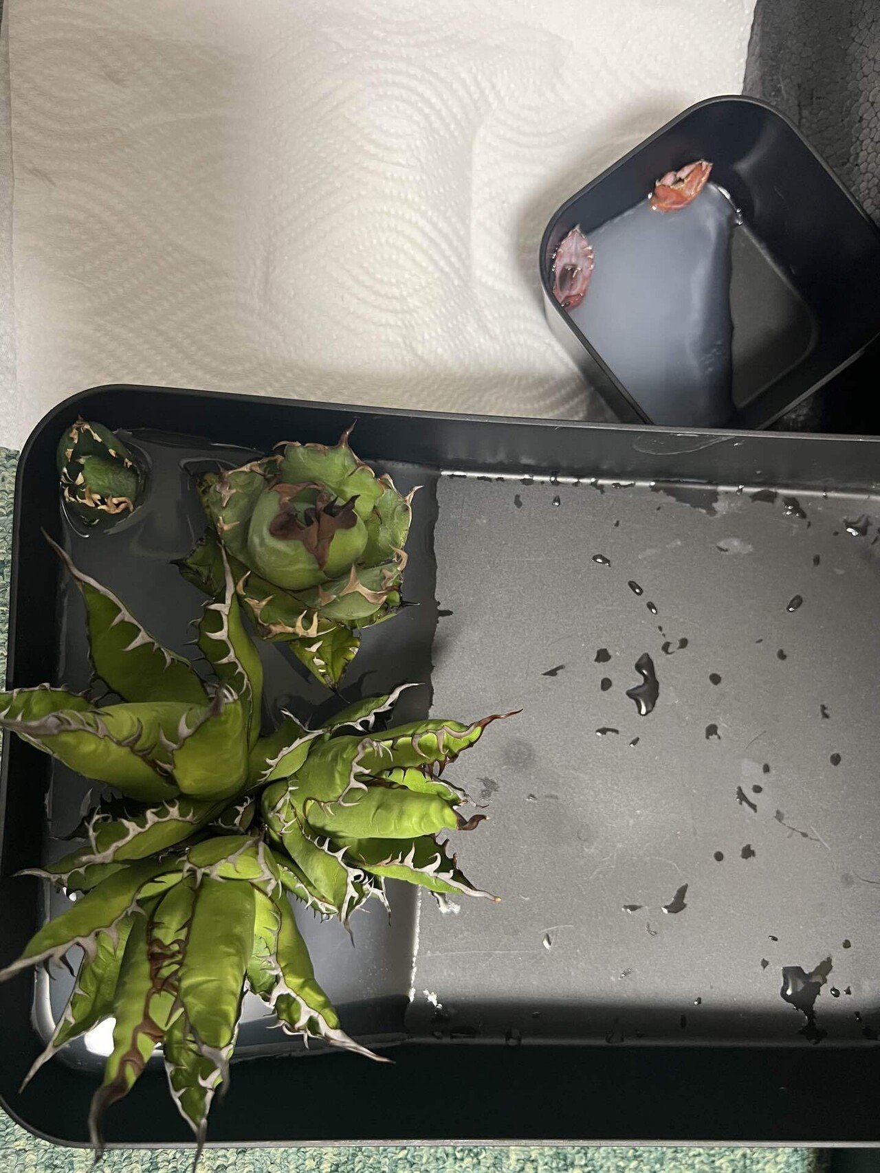 アガベ沼に落ちた話30「緋紅牡丹」｜mare_agave