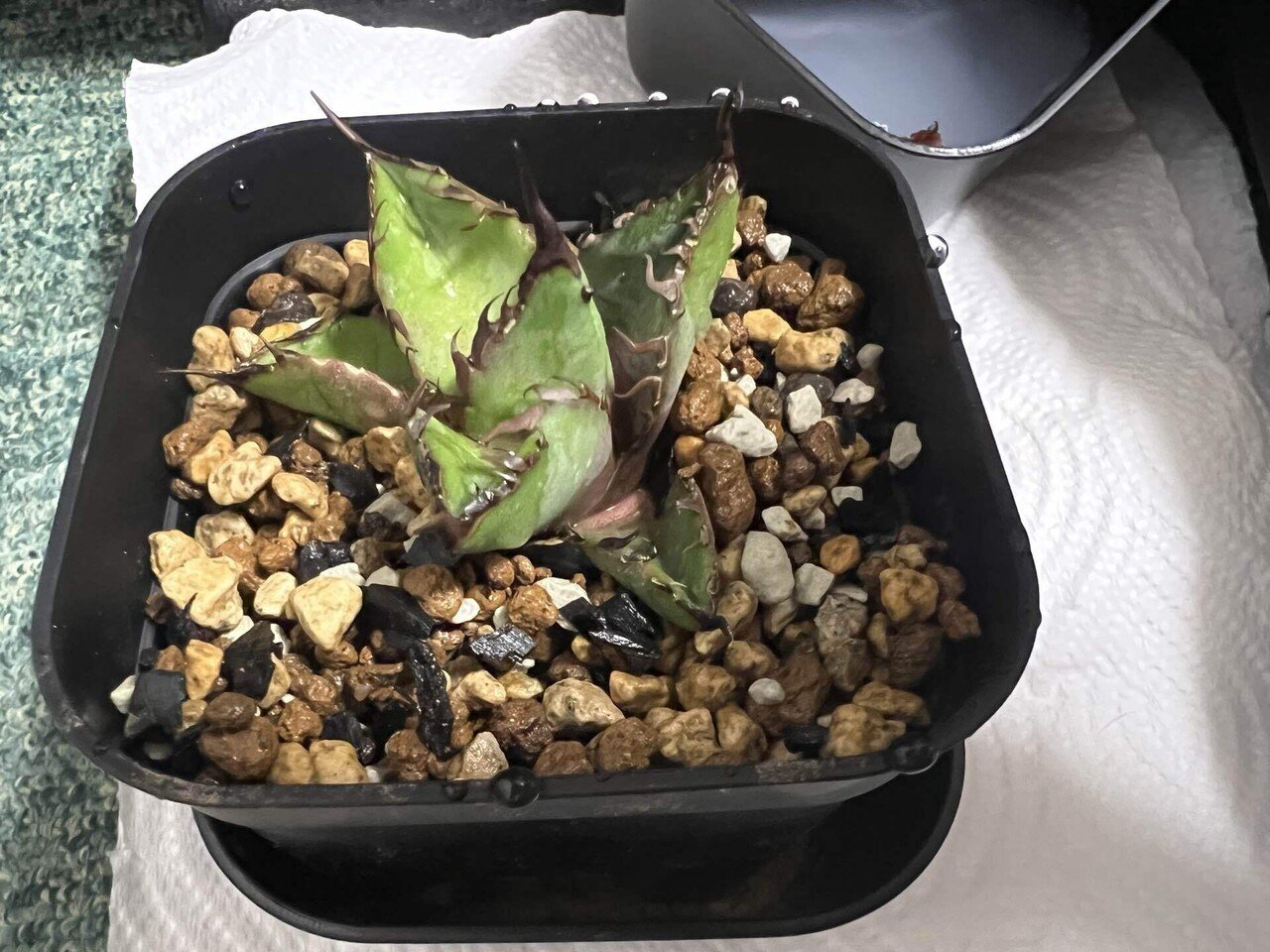 アガベ沼に落ちた話30「緋紅牡丹」｜mare_agave