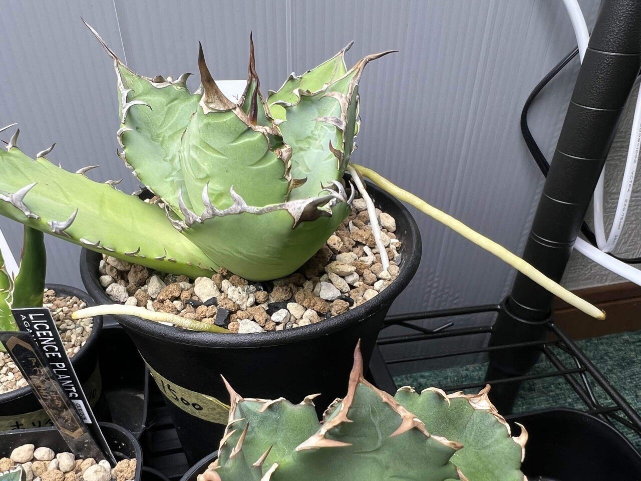 アガベ沼に落ちた話30「緋紅牡丹」｜mare_agave