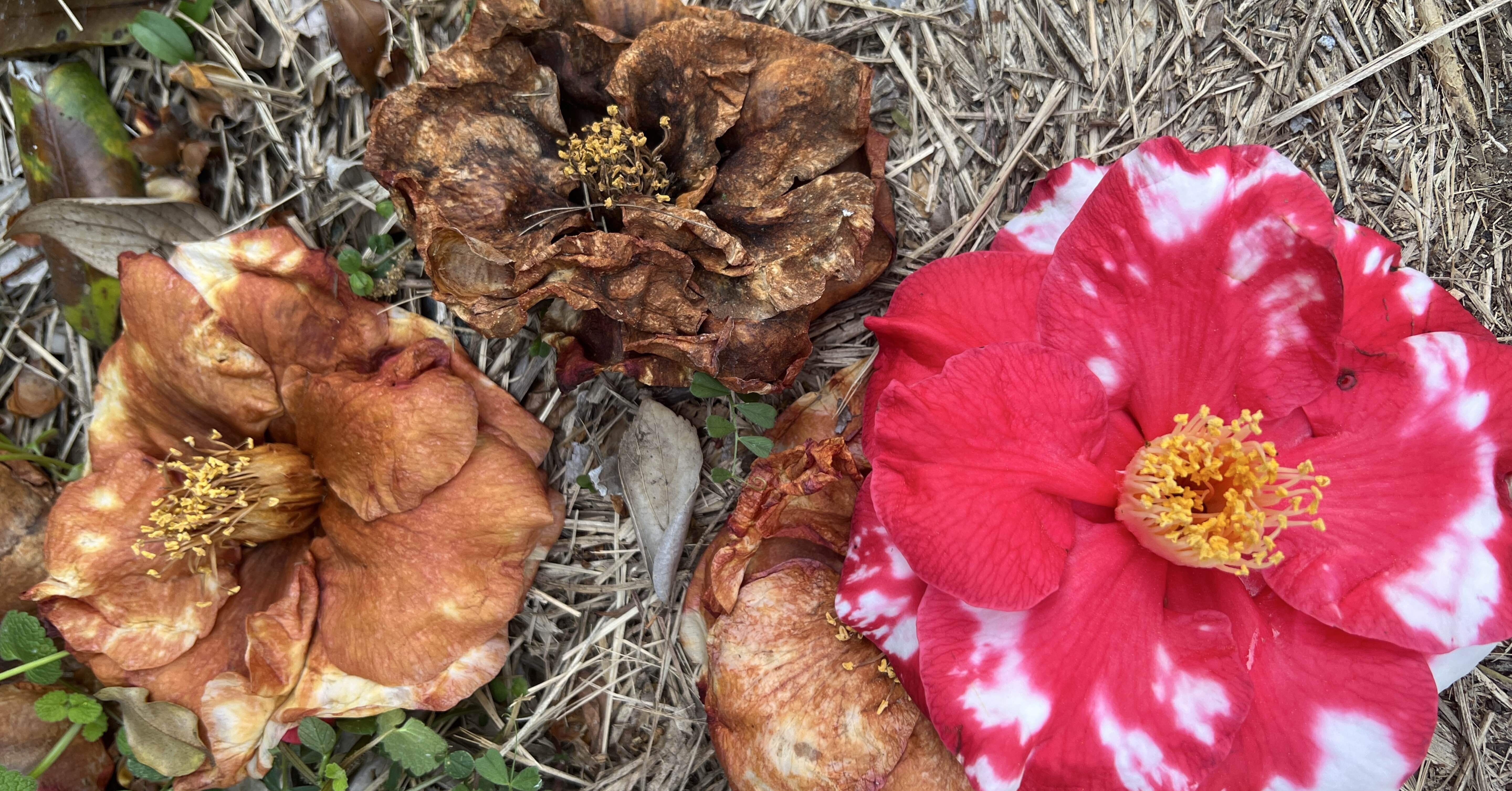 アガベ沼に落ちた話30「緋紅牡丹」｜mare_agave