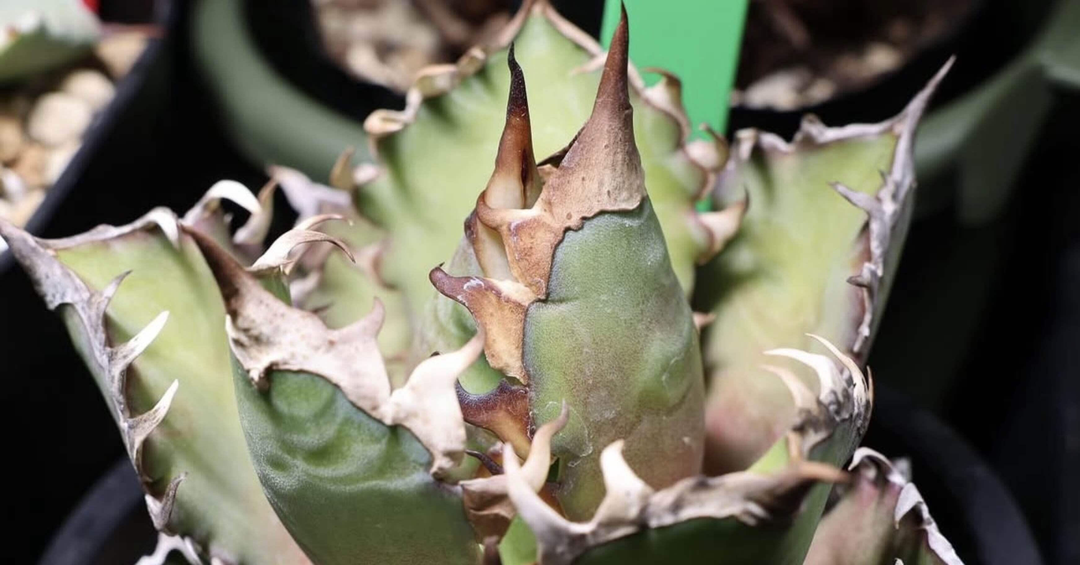 アガベ図鑑(1)『赤猫/レッドキャットウィーズル』｜mare_agave