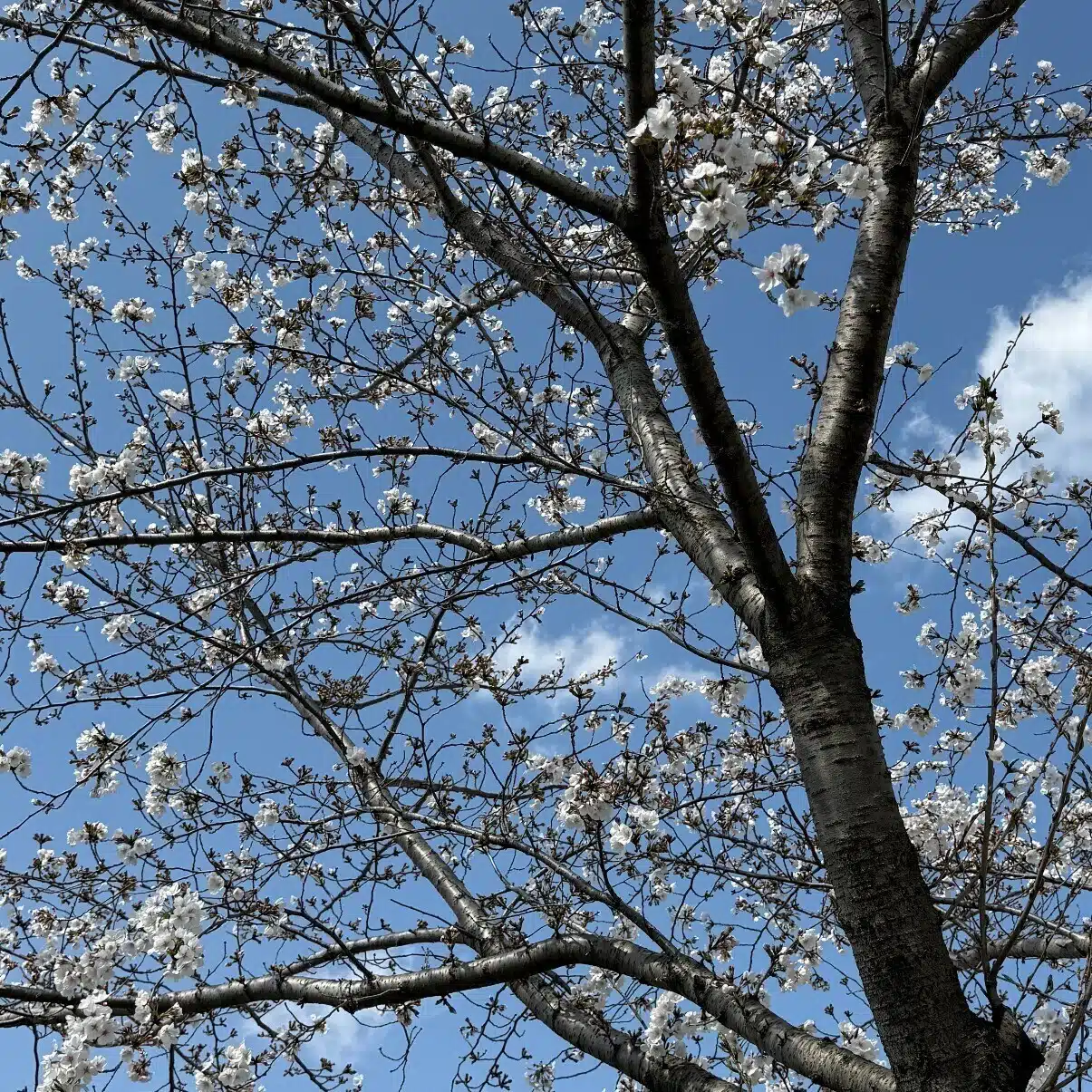 音鳴 凪
