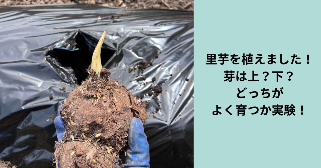 百姓日記【2025春夏】ジャガイモの植え付け|日知り 百姓日記【2025春夏】ジャガイモの植え付け|日知り