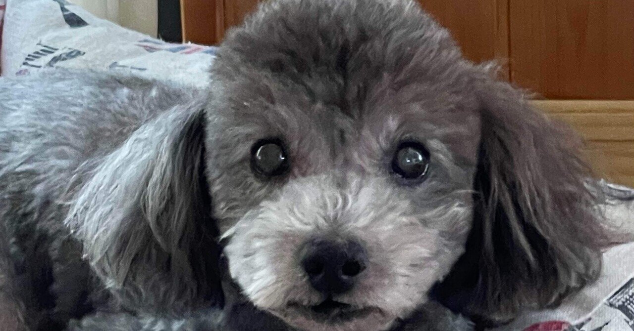 友達ん家の犬へ｜柔らか仕上げのフクダウニー
