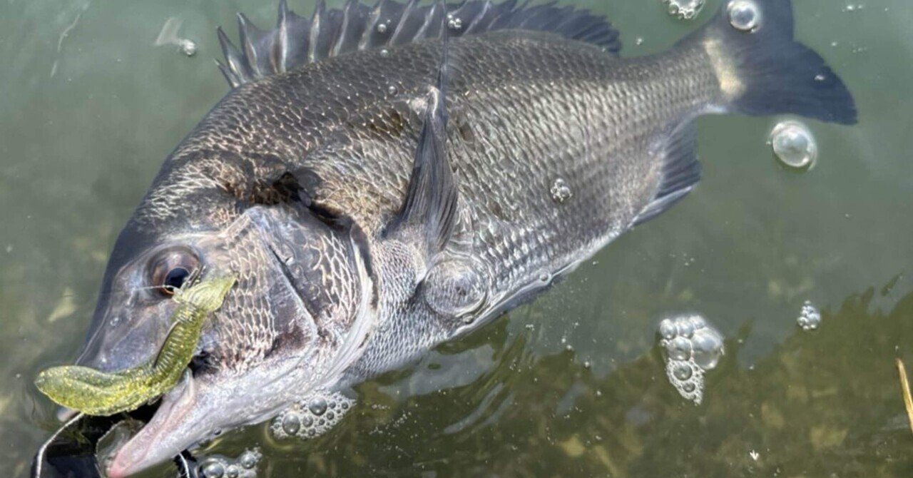 近所の川で手軽にできる毛鉤釣り|拶双魚(さっぱ) 近所の川で手軽にできる毛鉤釣り|拶双魚(さっぱ)