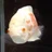 ゆみ