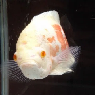 ゆみ