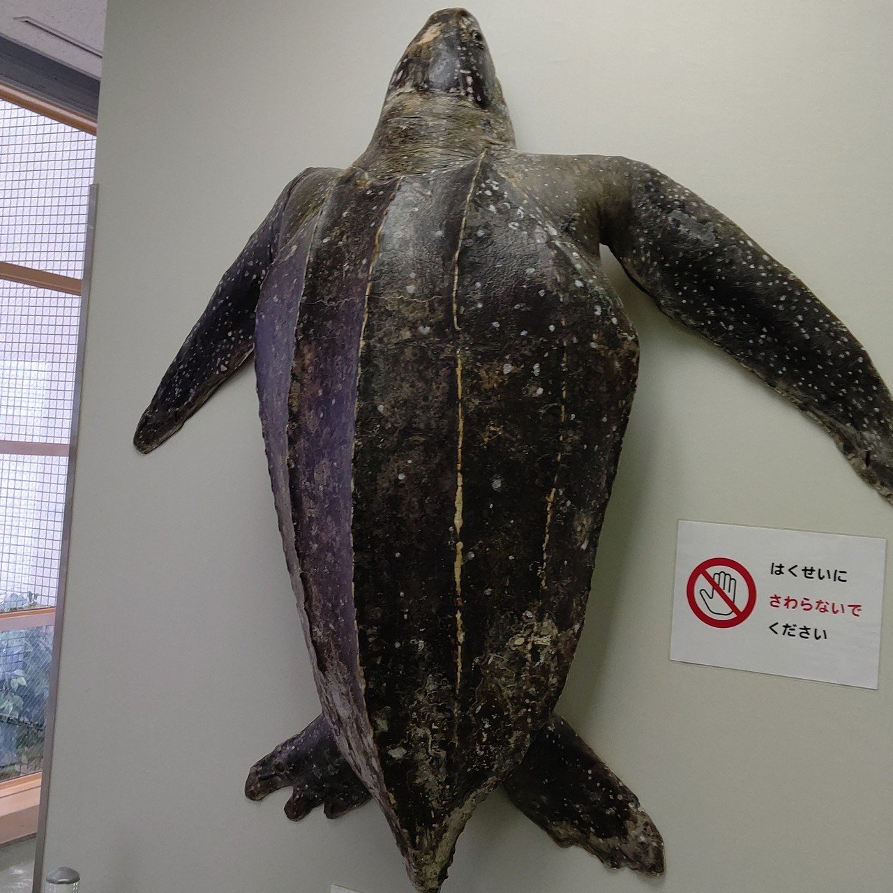 オサガメ 剥製｜びぶ