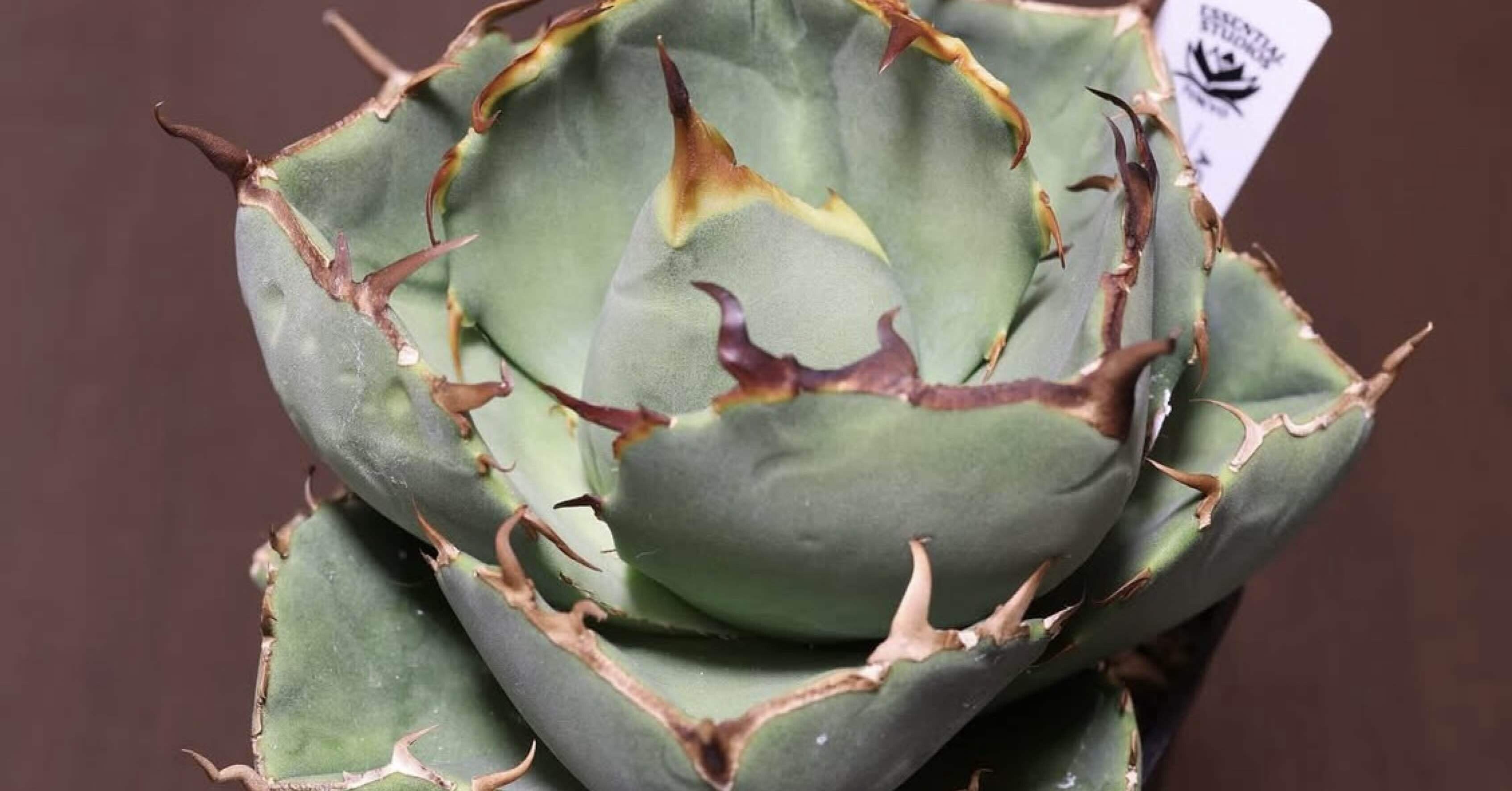 4eb91546963a3f35d4276fd4893260