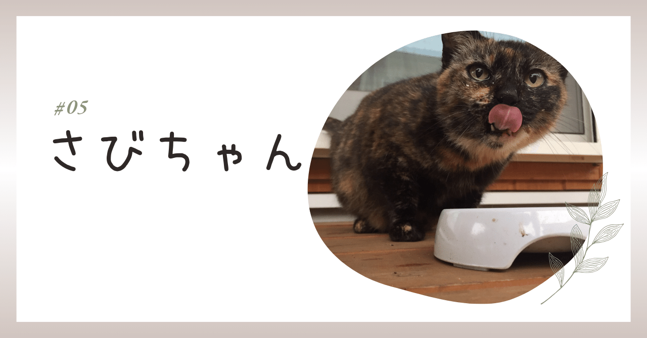 5 我が家に住み着いた地域猫の「さび」｜ゆうちゃんこ